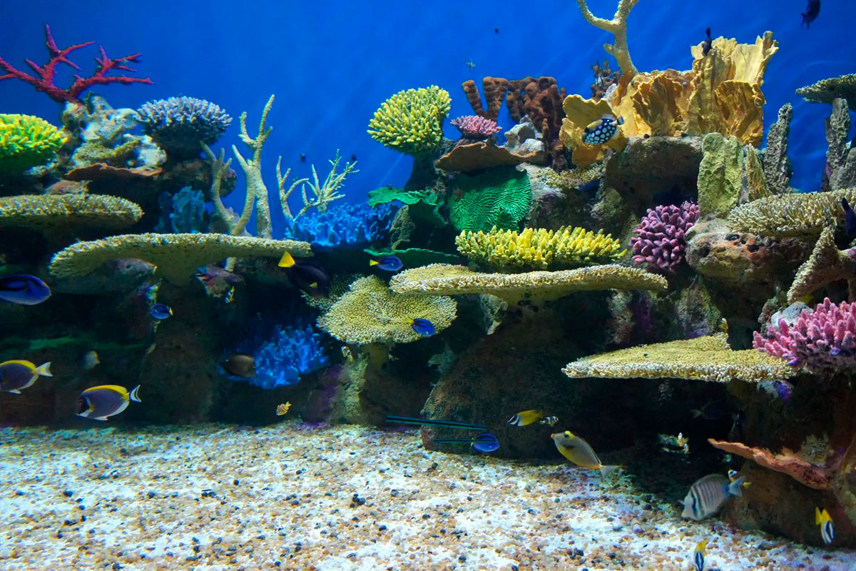 AquaRio